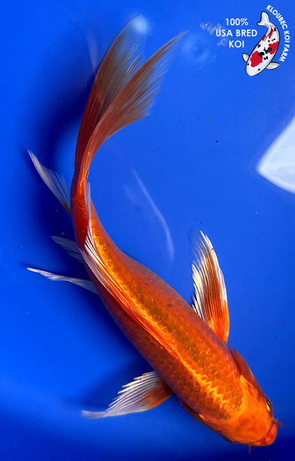 8.5" Orenji Ogon Butterfly Koi #J11018(P11)