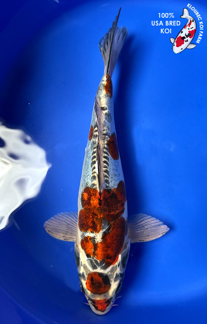 Shop Koi by Color | Patterned & Single-Color Koi Varieties