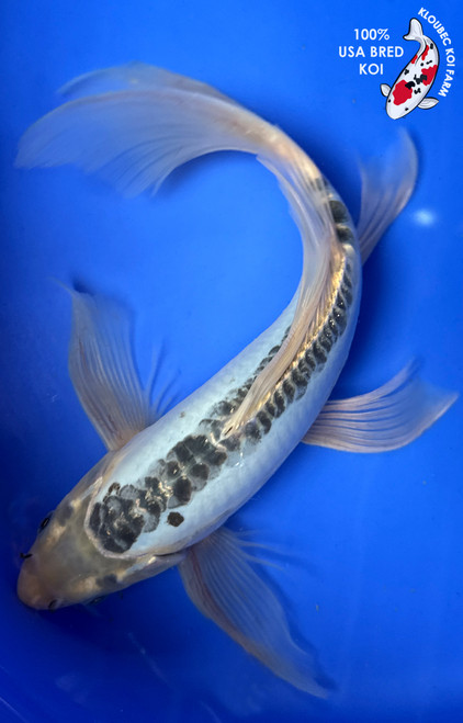 11" "Blue Jay" Shusui Butterfly Koi #J11020(P11)