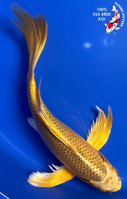 Shop Koi by Color | Patterned & Single-Color Koi Varieties