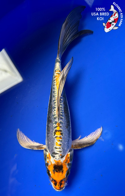 Shop Koi by Color | Patterned & Single-Color Koi Varieties