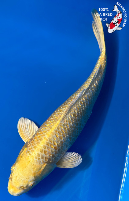 13" Gin Rin Yamabuki Ogon Koi #J1143(M20)