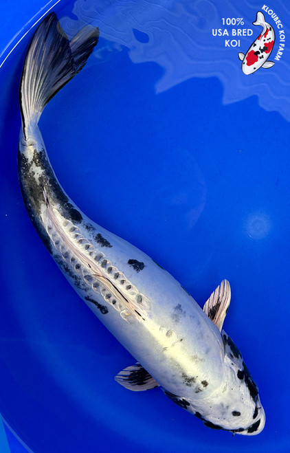 Koi Fish for Sale | Buy Japanese Koi Varieties Online | Kloubec