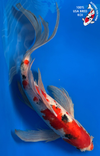 15" Sanke Butterfly Koi #J1148(M20)