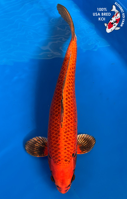 15.5" "Lava" Kin Matsuba Koi #J1149(M20)