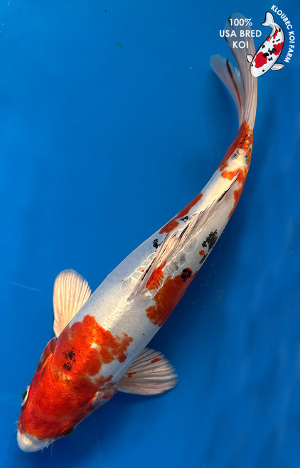 11.5" Doitsu Yamato Nishiki Koi #J11412(M20)