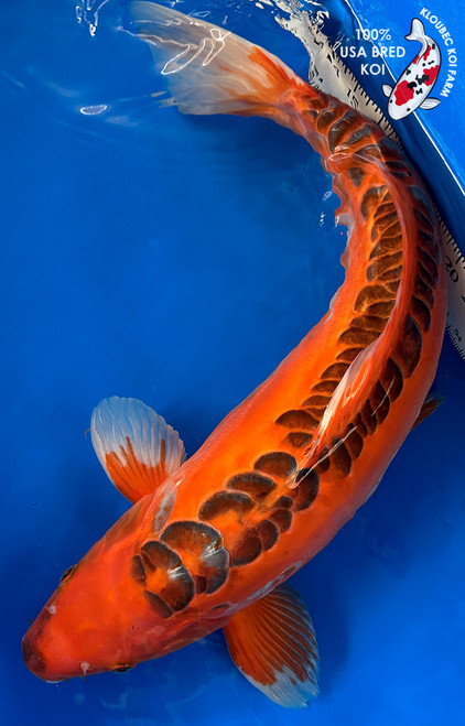 22" "Ruby" Aka Shusui Koi #J11414(M20)