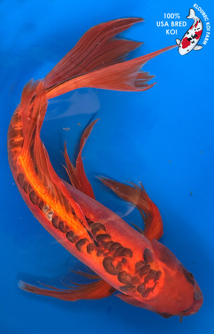 17" "Scarlet" Aka Shusui Butterfly Koi #J11415(M20)