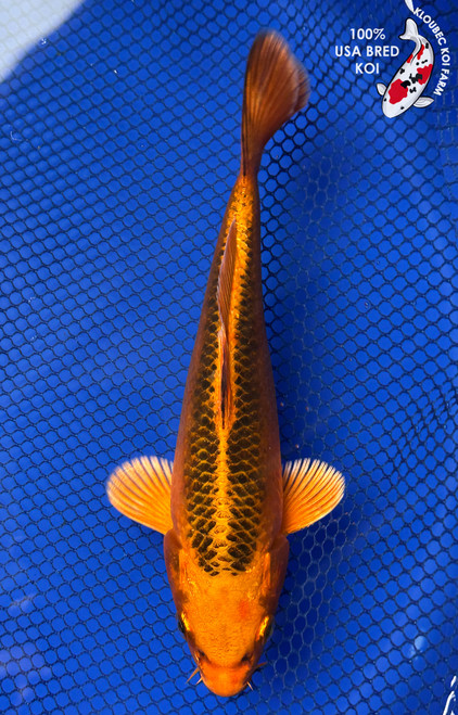 7.5" Kin Matsuba Koi #J1163(P11)