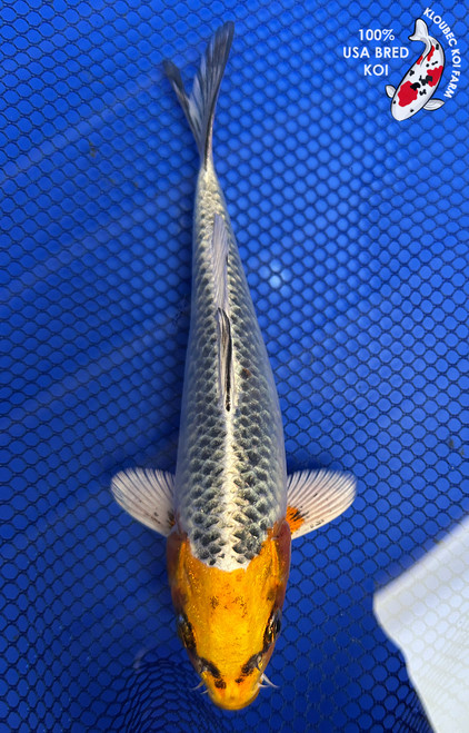 7" Kujaku Koi #J1168(P11)