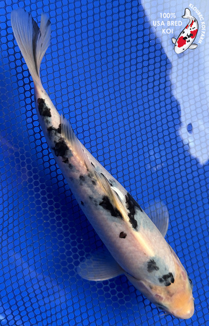 9" Shiro Bekko Koi #J11611(P11)