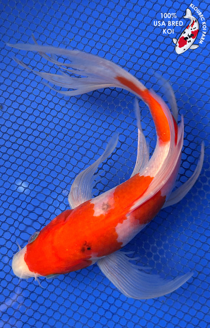 8.5" Sanke Butterfly Koi #J11612(P11)
