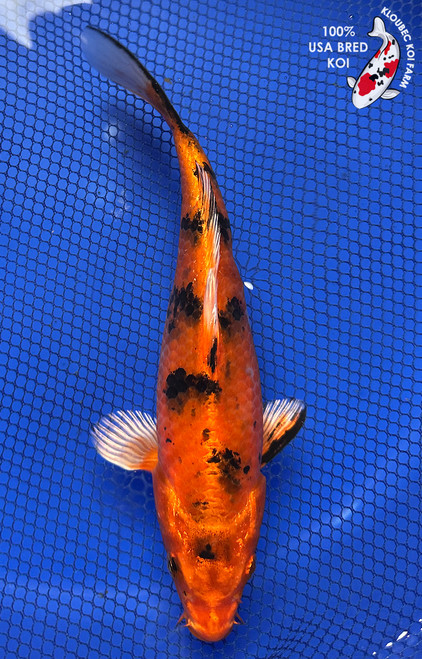 9" Kin Ki Utsuri Koi #J11616(P11)