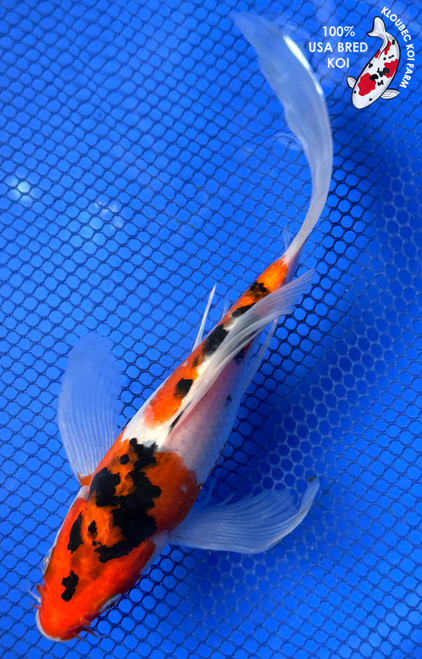 8" Doitsu Sanke Butterfly Koi #J11620(P11)