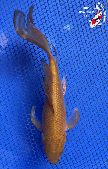 7" Chagoi Butterfly Koi #J11621(P11)
