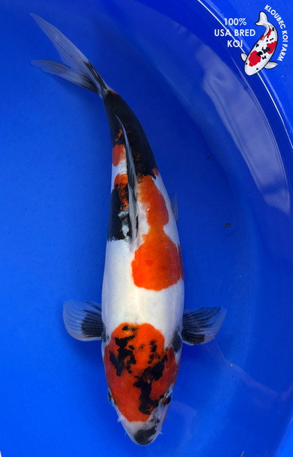 10" "Luxe" Doitsu Showa Koi #J11418(M20)