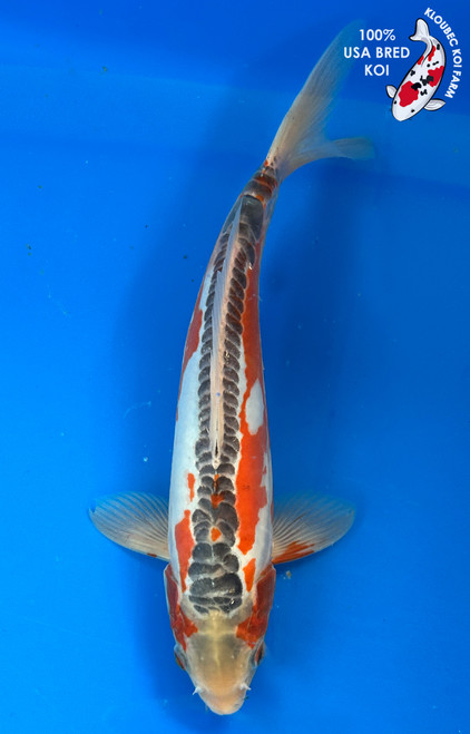 11" Shusui Koi #J11421(M20)