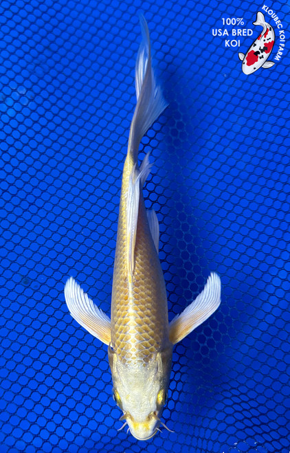 7" Yamabuki Ogon Butterfly Koi #J11626(P12)