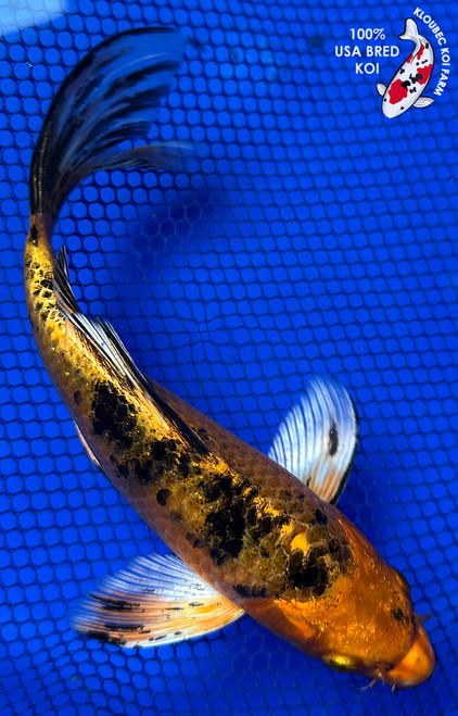 7.5" Kin Ki Utsuri Butterfly Koi #J11627(P12)