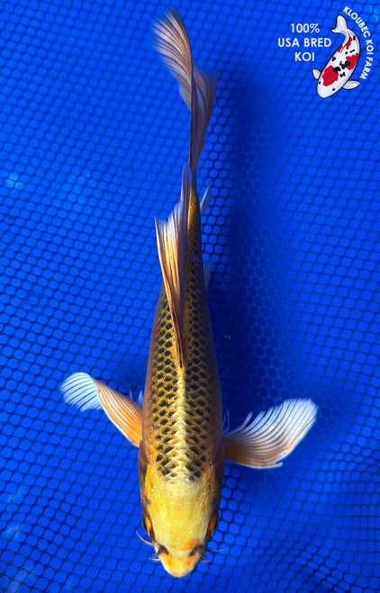 8" Kin Matsuba Butterfly Koi #J11628(P12)