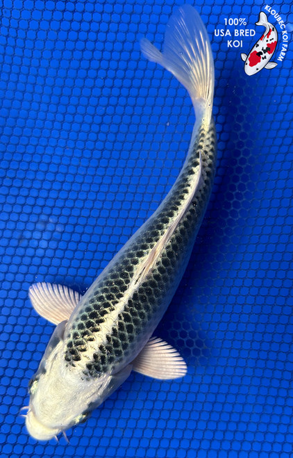 8" Gin Matsuba Koi #J11629(P12)