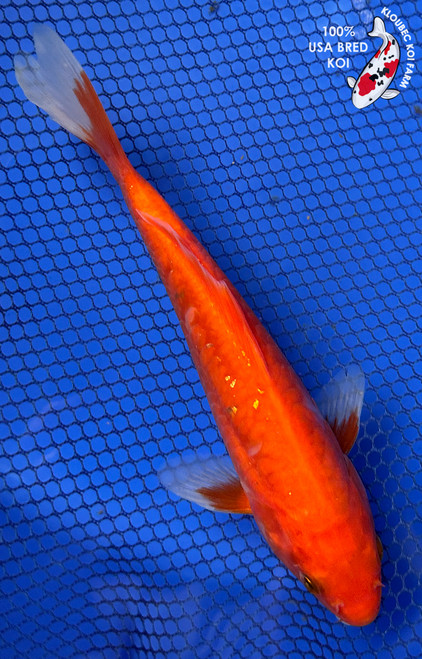 7" Gin Rin Benigoi Koi #J11630(P12)