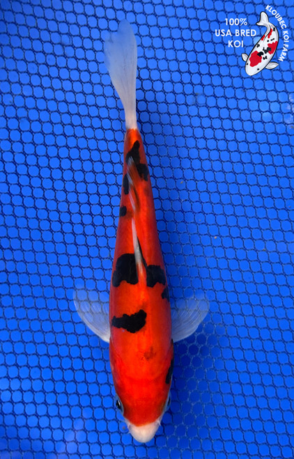 6" Beni Kumonryu Koi #J11631(P12)