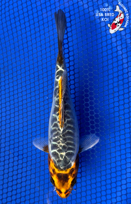 6" Aragoke Kujaku Koi #J11632(P12)