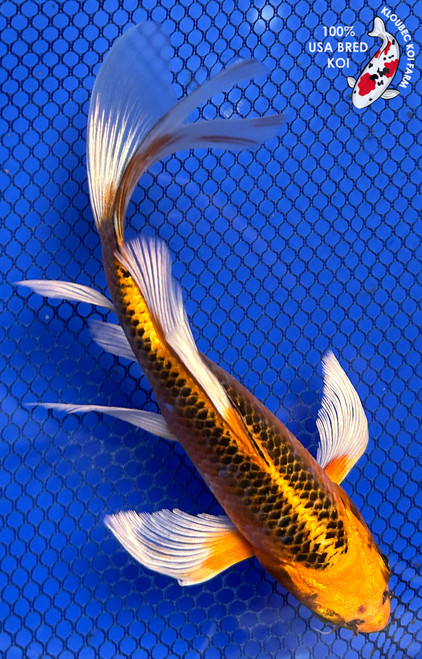 7" Kin Matsuba Butterfly Koi #J11634(P12)