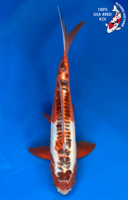 13" Shusui Koi #J11424(M20)