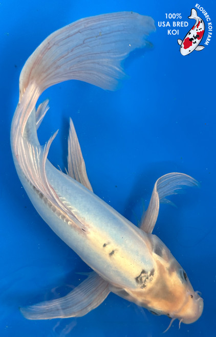 Butterfly Koi Fish for Sale | Longfin Butterfly Koi Varieties
