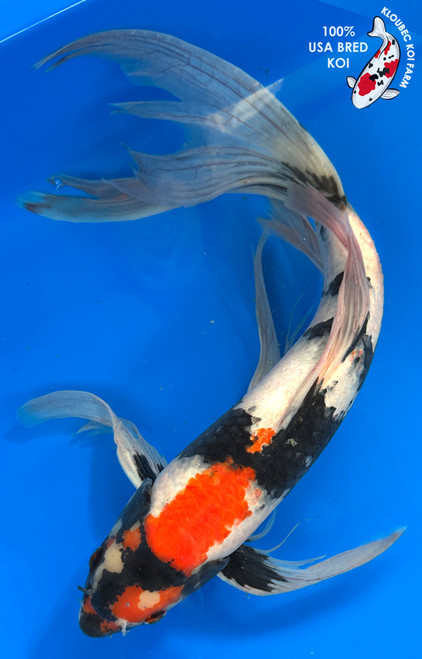 16" Showa Butterfly Koi #J11426(M20)
