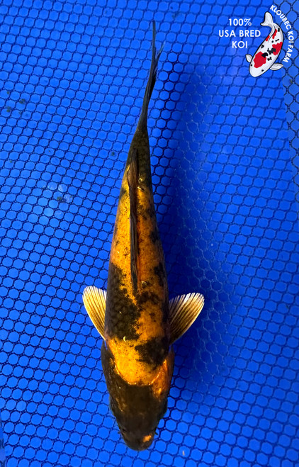 6" Ki Utsuri Koi #J11635(P12)