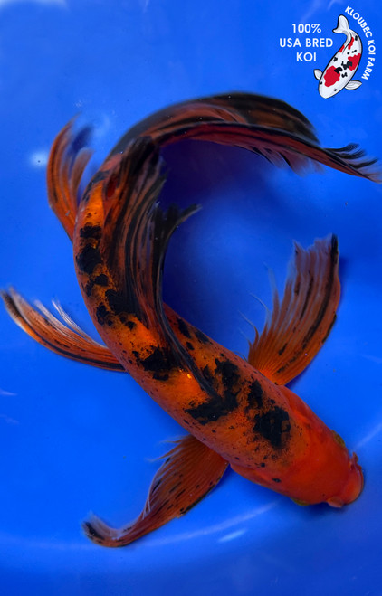 11.5" Aka Bekko Butterfly Koi #J11637(P12)