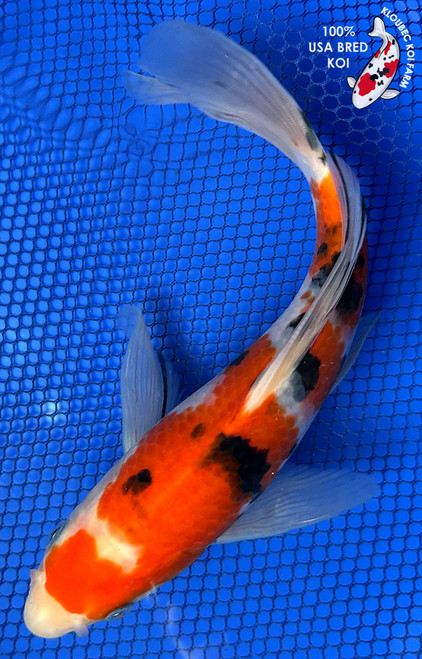 8.5" Sanke Butterfly Koi #J11639(P12)