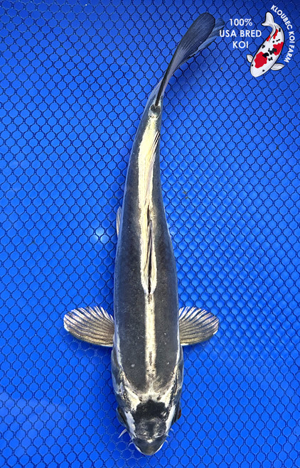 8" Kikokuryu Koi #J11640(P12)