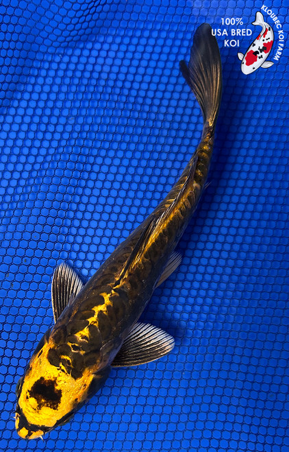 8" Doitsu Koi #J11642(P12)