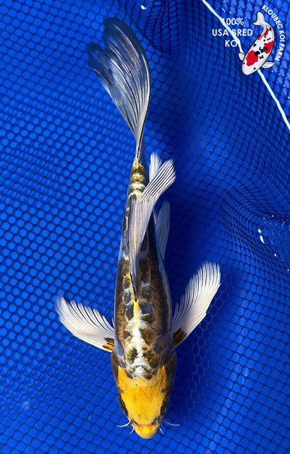 7.5" Kikokuryu Butterfly Koi #J11445(P12)