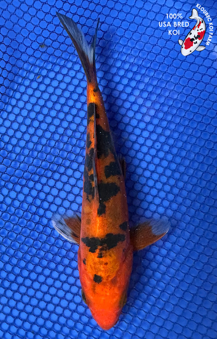 6" Doitsu Aka Bekko Koi #J11446(P12)