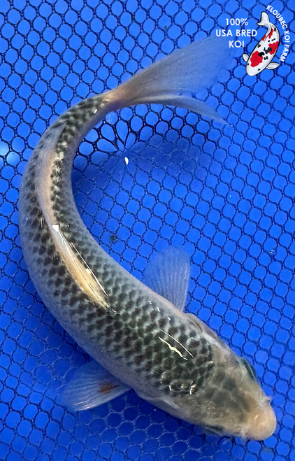 6.5" Asagi Koi #J11648(P12)