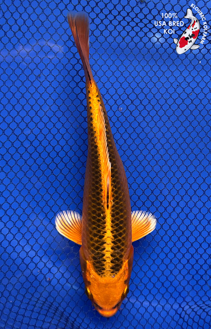 7" Kin Matsuba Koi #J11649(P12)