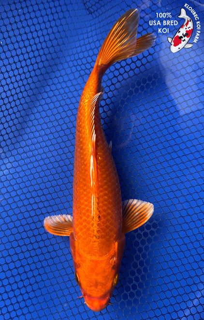7.5" Orenji Ogon Koi #J11652(P12)