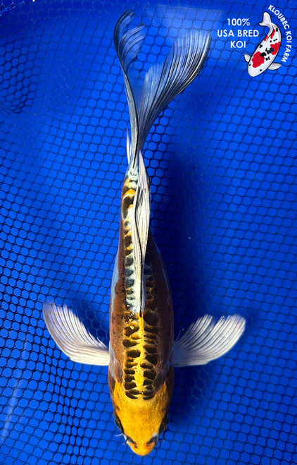 7.5" Kikokuryu Butterfly Koi #J11653(P12)
