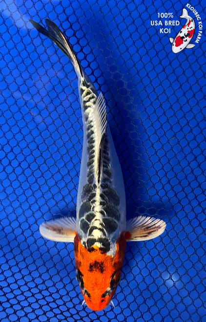 6" Doitsu Kujaku Koi #J11654(P12)