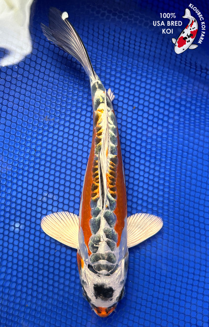 9" Beni Kikokuryu Koi #J11660(P12)