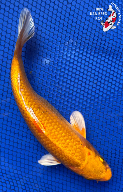 7.5" Yamabuki Ogon Koi #J11663(P12)