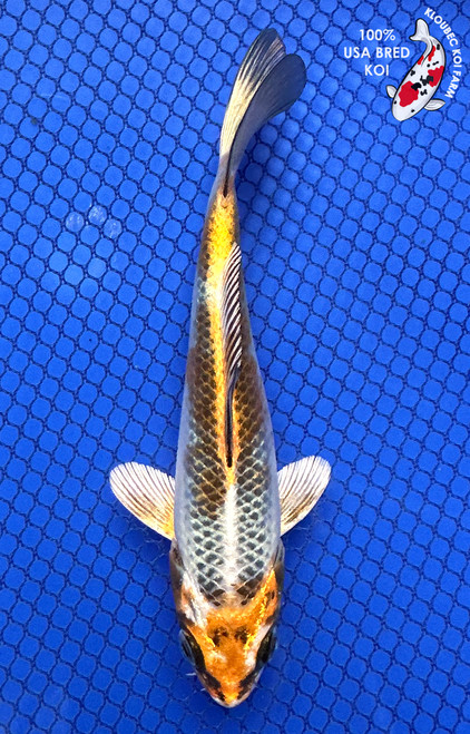 5" Kujaku Koi #J11666(P12)