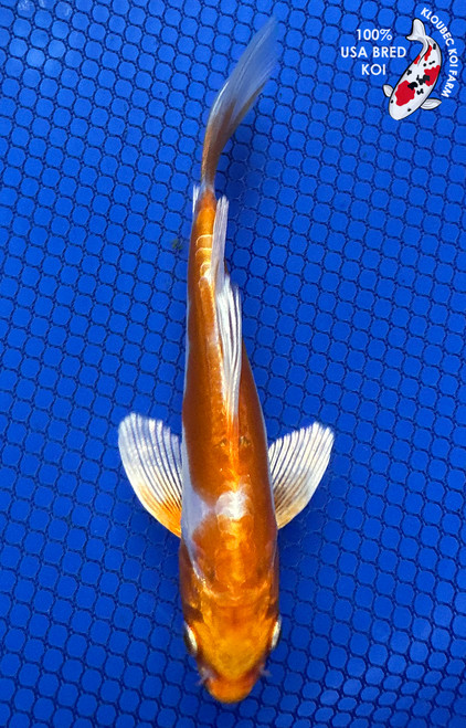 5.5" Doitsu Hariwake Butterfly Koi #J11668(P12)