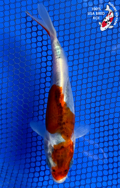 5" Doitsu Goshiki Koi #J1191(P13)