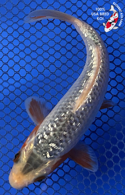 5.5" Gin Rin Asagi Koi #J1193(P13)